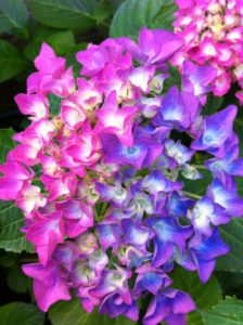 A brightly colored hydrangea