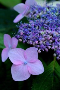 A purple and pink hydrangea