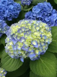 A blue and yellow Hydrangea