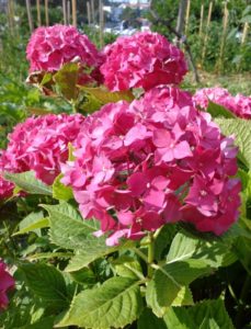 A pink hydrangea