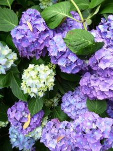 A purple and white hydrangea