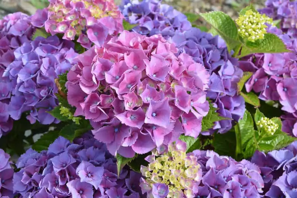 Beautiful hydrangea on the article How to Landscape with Hydrangeas: 6 Great Planting Combinations