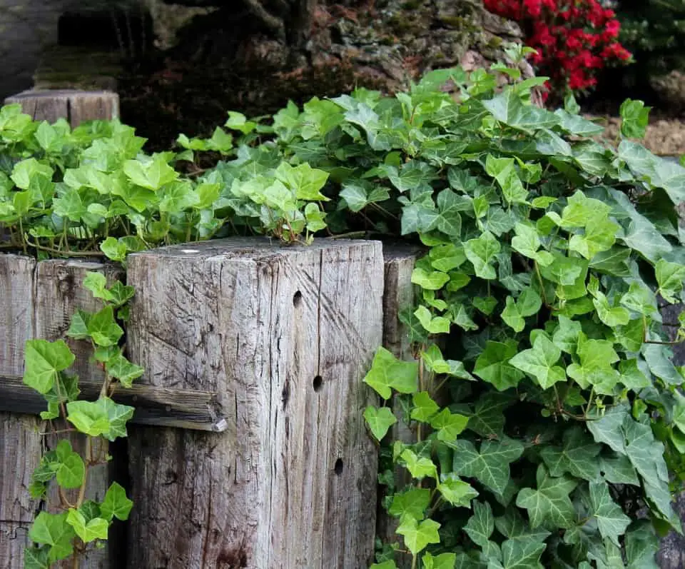 Garden sleepers covered in ivy on the article How to Landscape with Sleepers: Pros, Cons and Ideas of Use