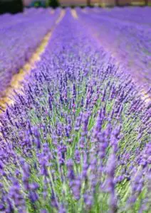 A long line of lavender