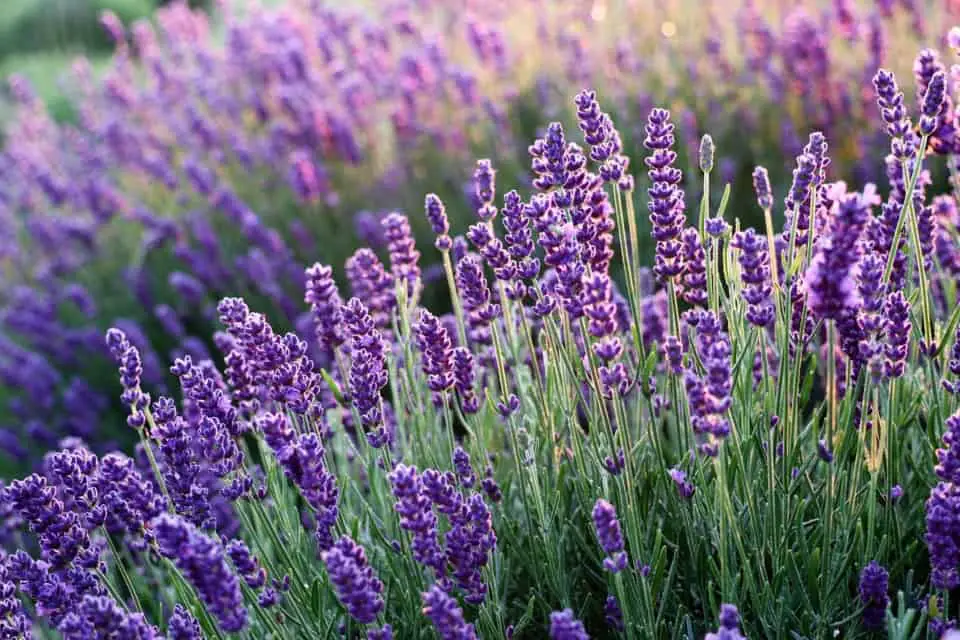 Lavender in the article Lavender vs Russian Sage - Similarities and Differences