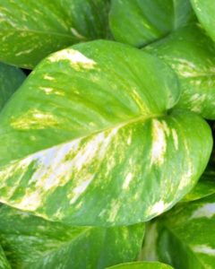 A golden pothos