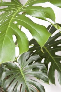 Multiple monstera leaves