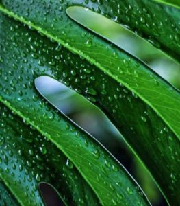 A monstera leaf on the article Why is my Monstera Drooping