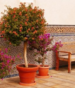 Large pots next to a bench