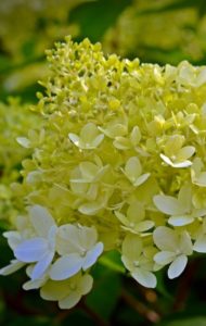 A yellow hydrangea