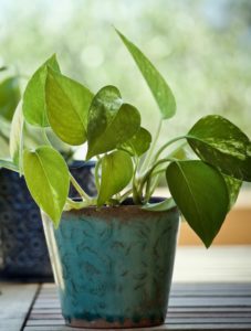 A green pothos