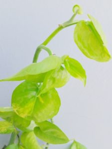 A golden pothos