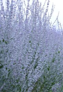 Russian sage