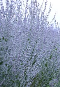 Russian sage