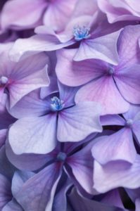 A hydrangea