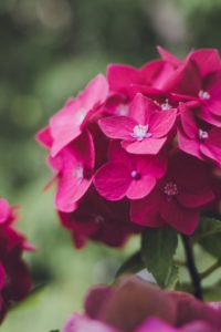 A pink hydrangea