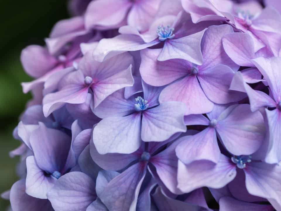 A purple hydrangea on the article Hydrangea Tree vs Bush