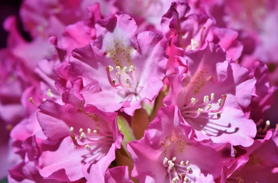 A rhododendron on the article Hydrangeas vs Rhododendrons