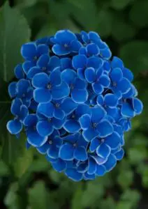 A blue hydrangea