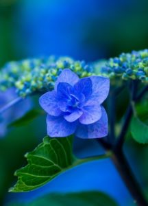 A hydrangea