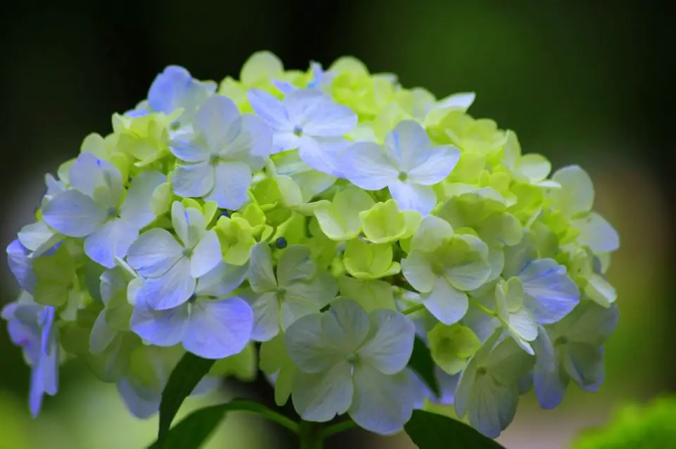 Green hydrangeas on the article Why are my Hydrangeas Turning Green