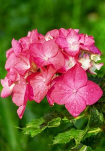 A pink flower