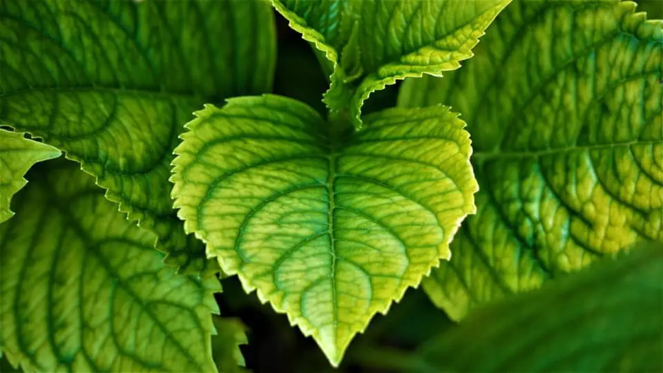 Hydrangea leaves on the article Why Are My Hydrangea Leaves Curling