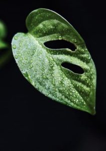 Monstera leaves on the article How Do You Save A Damaged Monstera