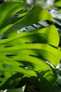 A monstera leaf