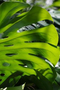 A monstera leaf