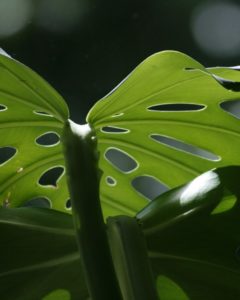 A Monstera