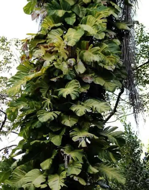 A monstera climbing up a tree on the article Can a Monstera Live Outside