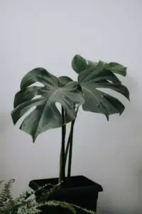 A Monstera in a pot