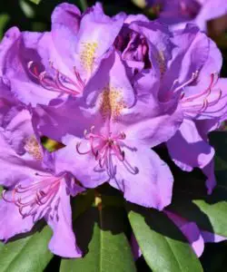 A rhododendron