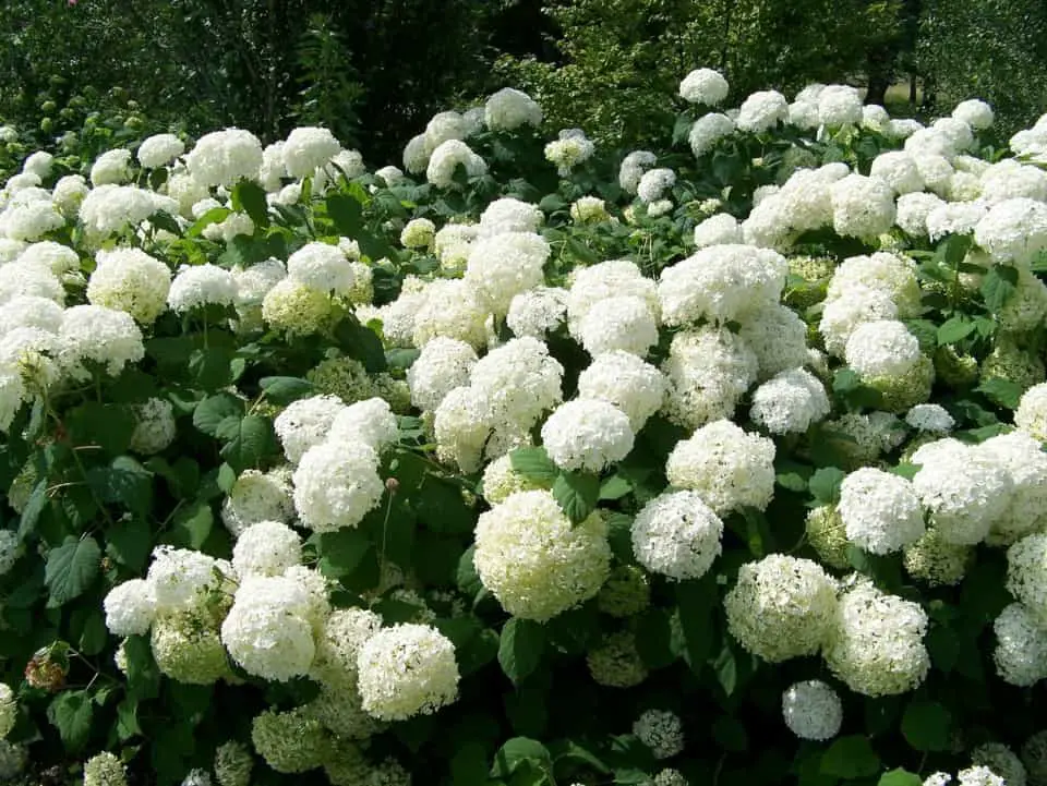 A snowball bush on the article Snowball Bush Vs Hydrangea