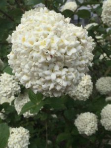 A snowball bush