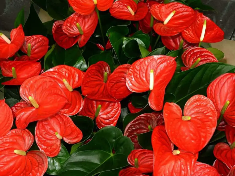 An anthurium on the article What is the Ideal Humidity for an Anthurium