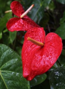 An anthurium