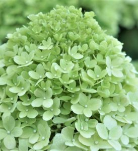 A green hydrangea