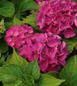Pink hydrangeas with green leaves