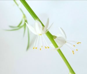 Spider plant flowers