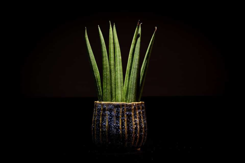 A snake plant on the article How Big Can A Snake Plant Get