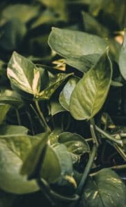 A golden pothos