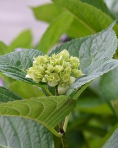 Green hydrangea leaves