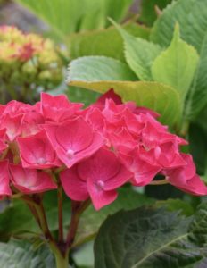 A red hydrangea