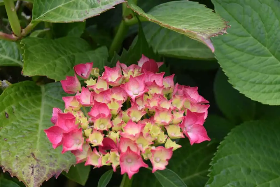 A pink hydrangea with black spots on the leaves on the article How do you get Rid of Black Spots on Hydrangea Leaves