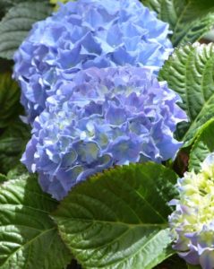 A blue hydrangea