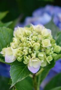 A green hydrangea