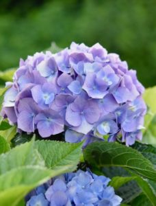 A purple hydrangea with green leaves