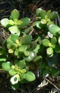A jade plant